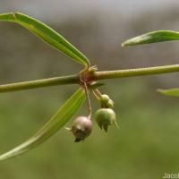 Scleromitrion diffusum (Willd.) R.J.Wang
